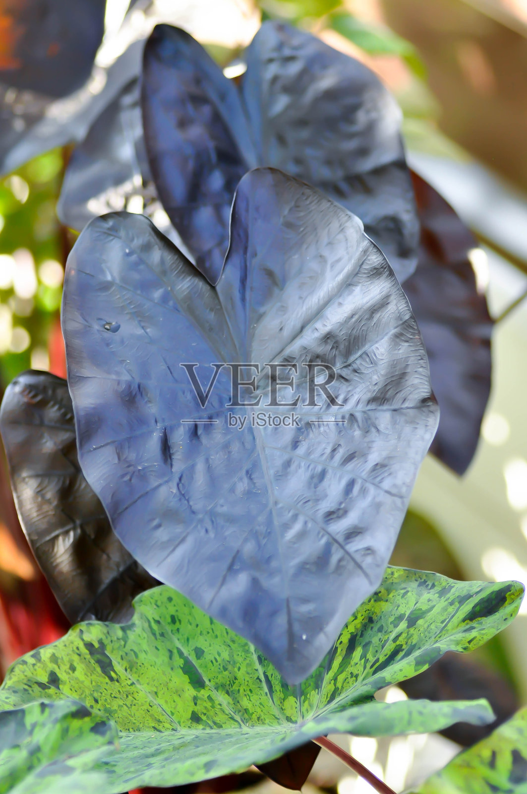 黑波纹芋照片摄影图片