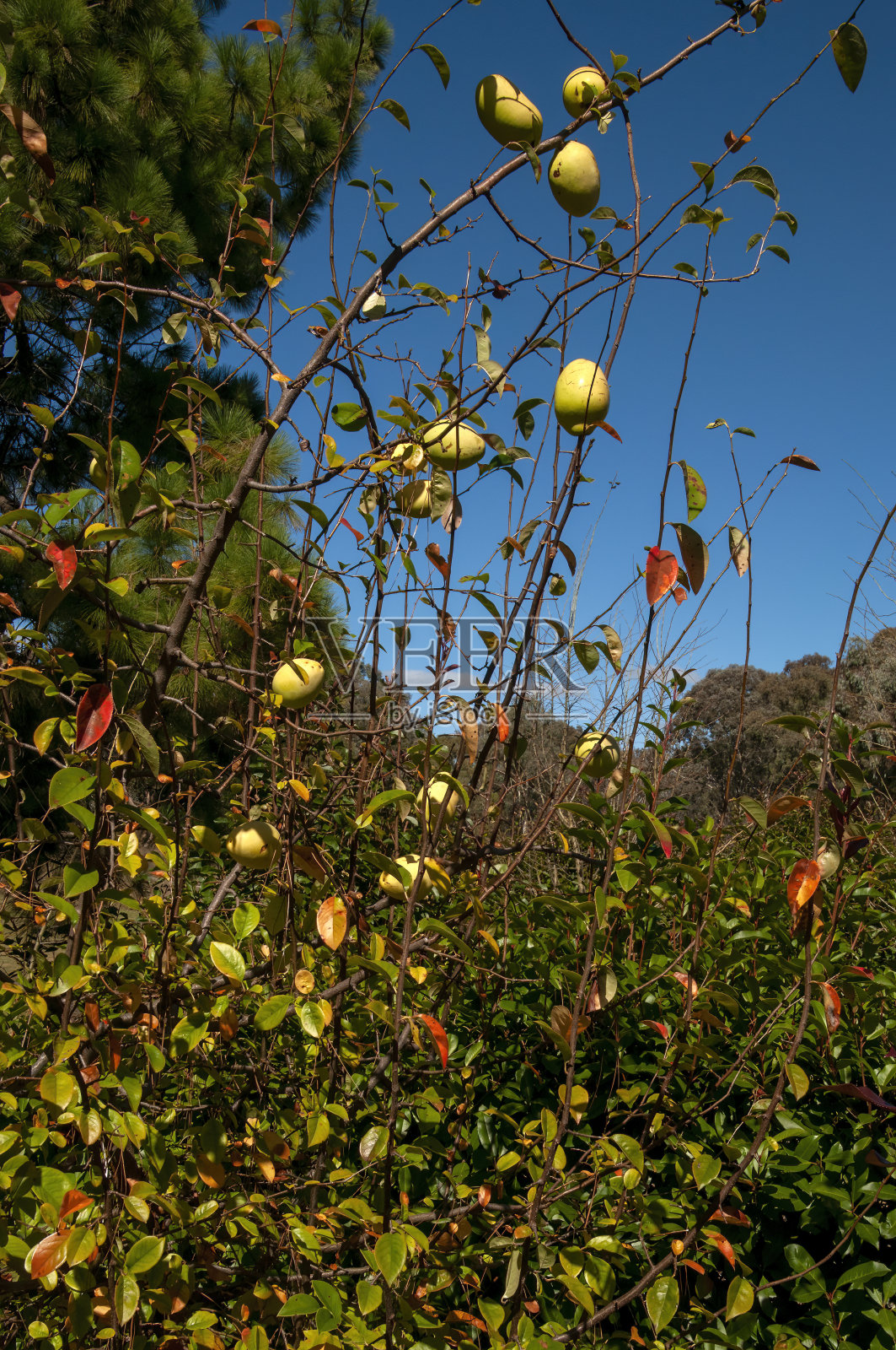 在花园里有果实的蔷薇科灌木照片摄影图片