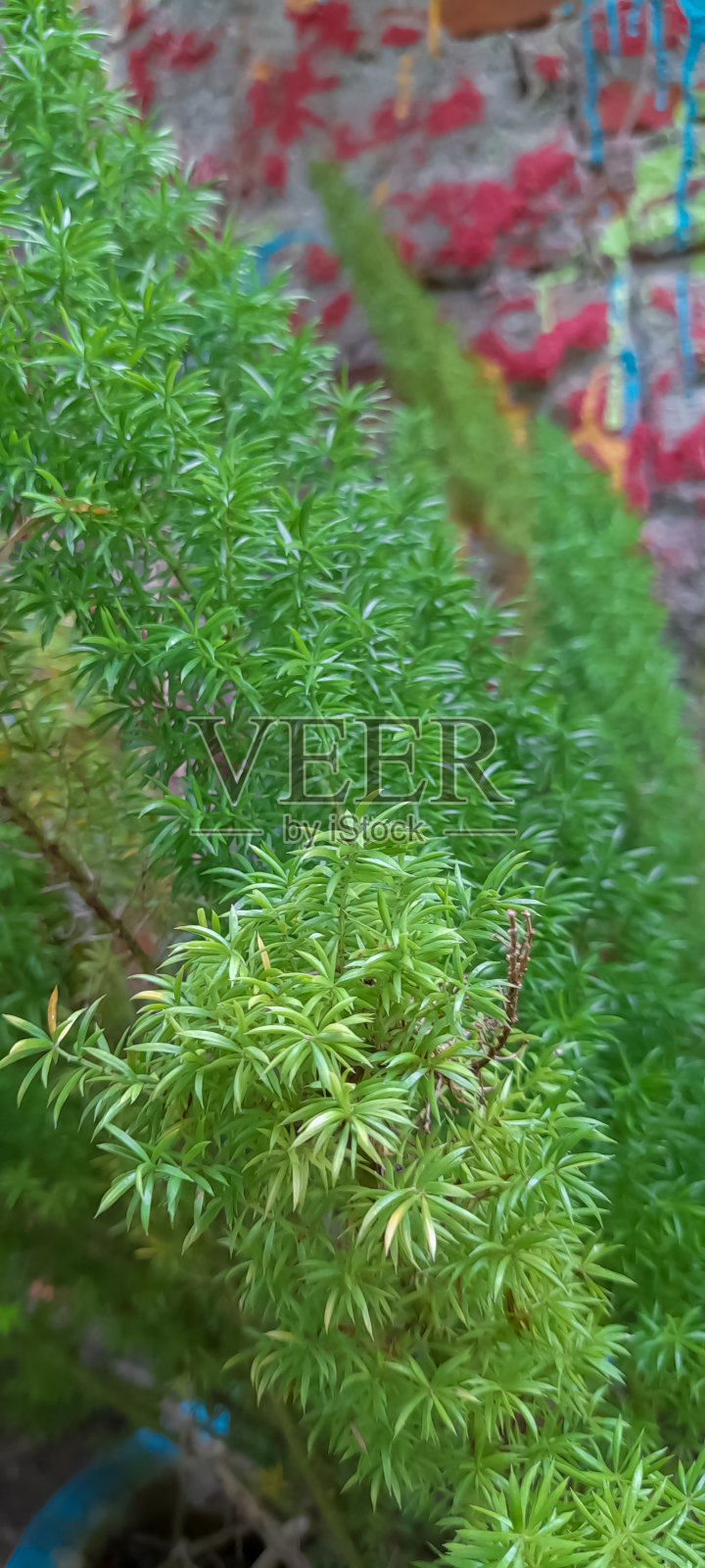 密花芦笋(松鼠尾植物)照片摄影图片