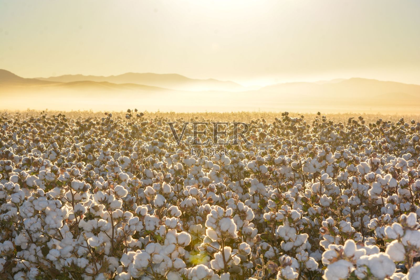 墨西哥日出时棉花田的美丽风景照片摄影图片