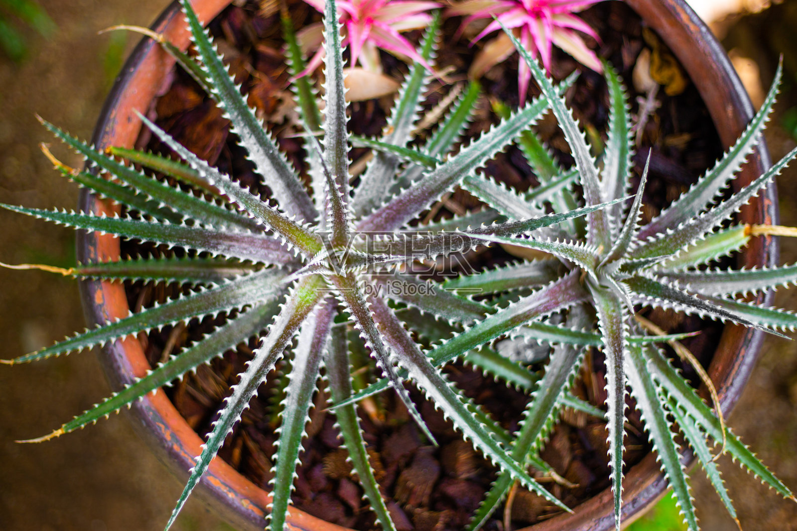仙人掌植物在一个花盆在热带花园,顶视图照片摄影图片