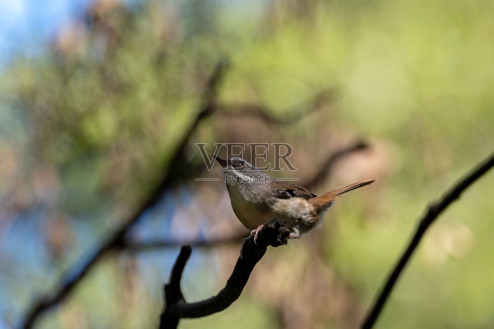 特写的白眉灌木(Sericornis frontalis)雀形目鸟类栖息在树上照片摄影图片