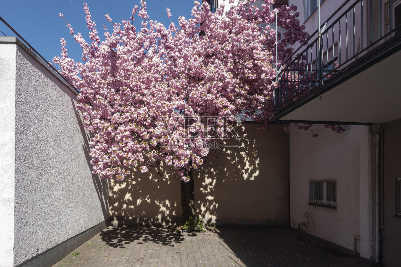 杏花在春天的蓝天照片摄影图片