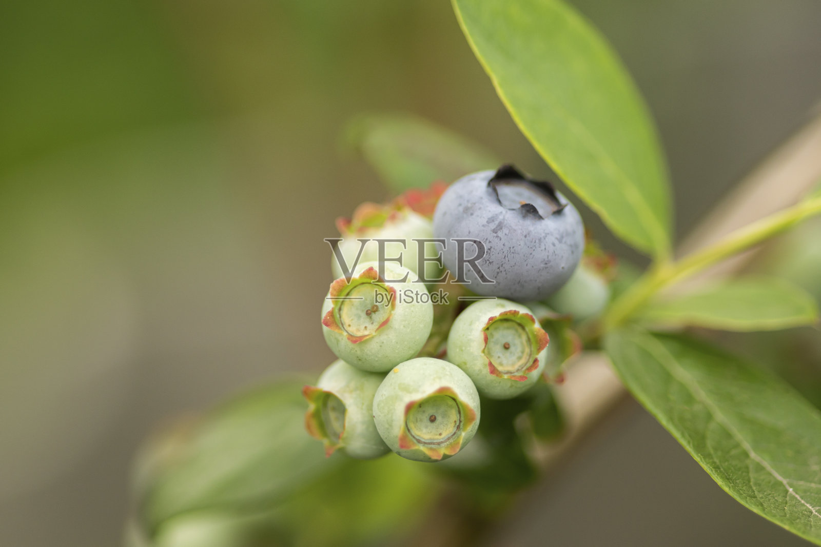 蓝莓分支农场收获浆果照片摄影图片