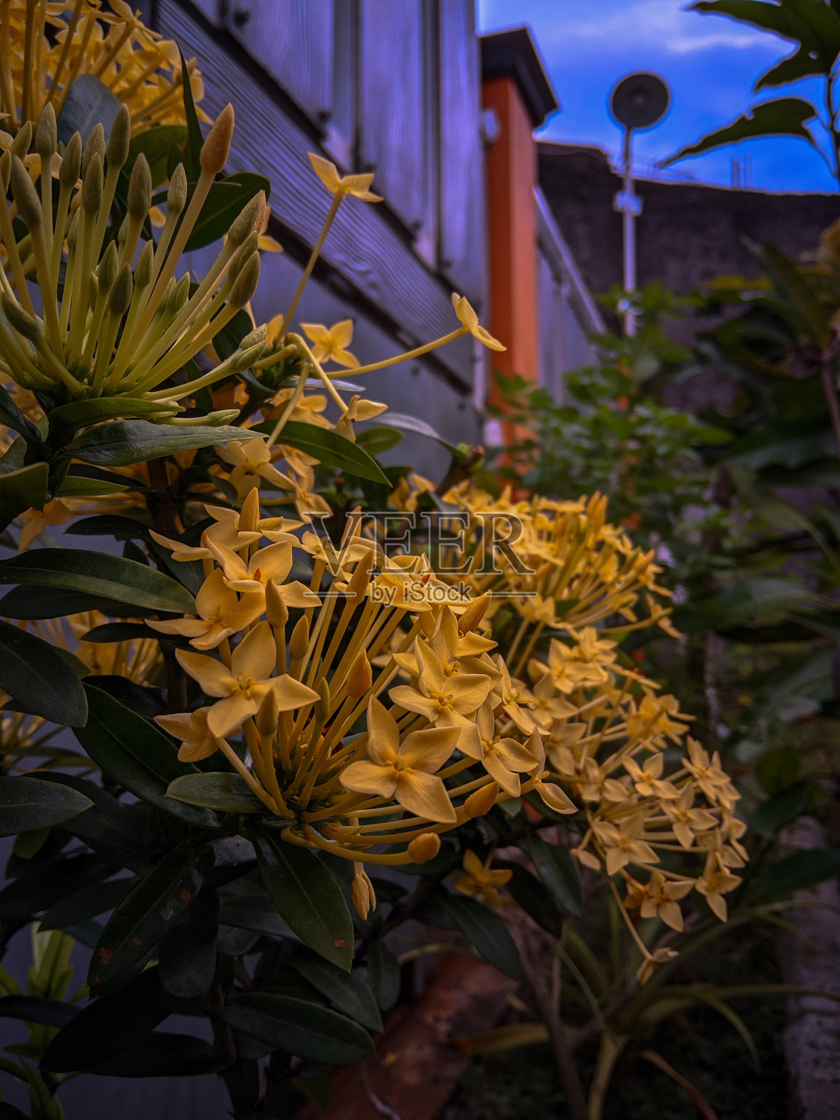 美丽而令人惊叹的黄花照片摄影图片