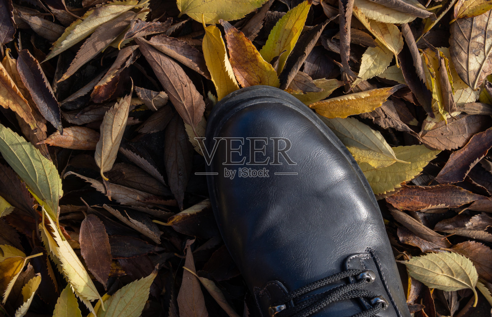 黑色的靴子在干燥的秋叶背景照片摄影图片