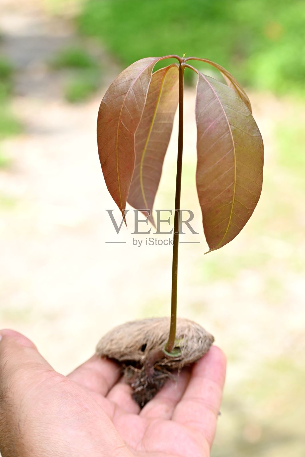 一个人拿着一株植物的手的垂直镜头照片摄影图片