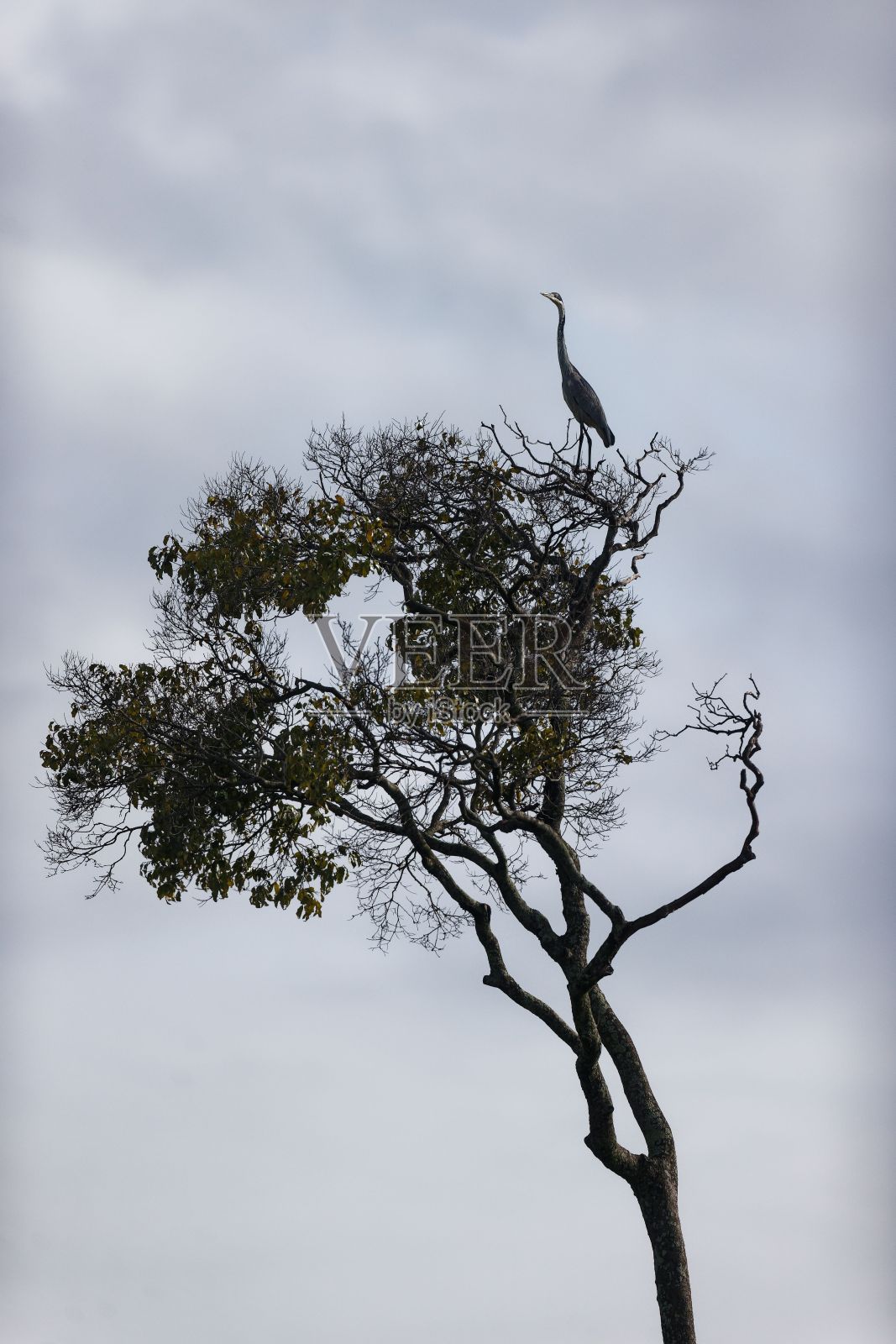 一只黑头苍鹭坐在肯尼亚马赛马拉的一棵树顶上照片摄影图片