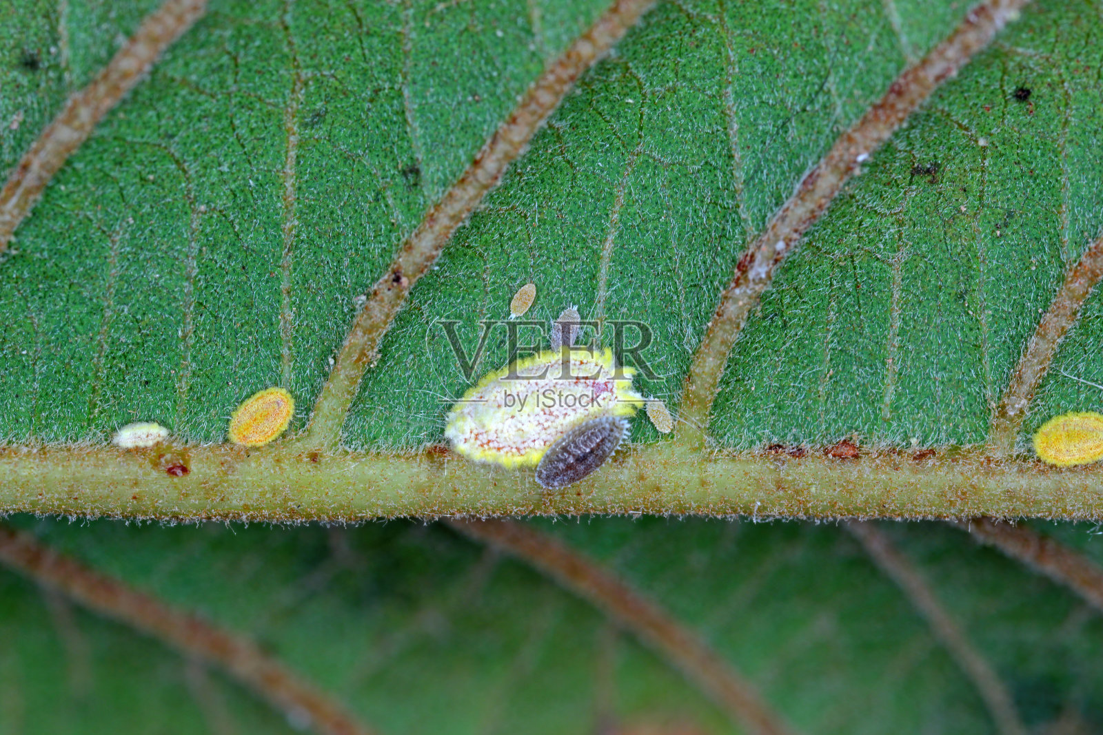 塞舌尔蚧(Seychelles scale, Icerya seychellarum,半翅目:单翅蛾科)是地中海盆地和世界其他温暖地区牛油果、芒果和柑橘树的危险害虫。照片摄影图片