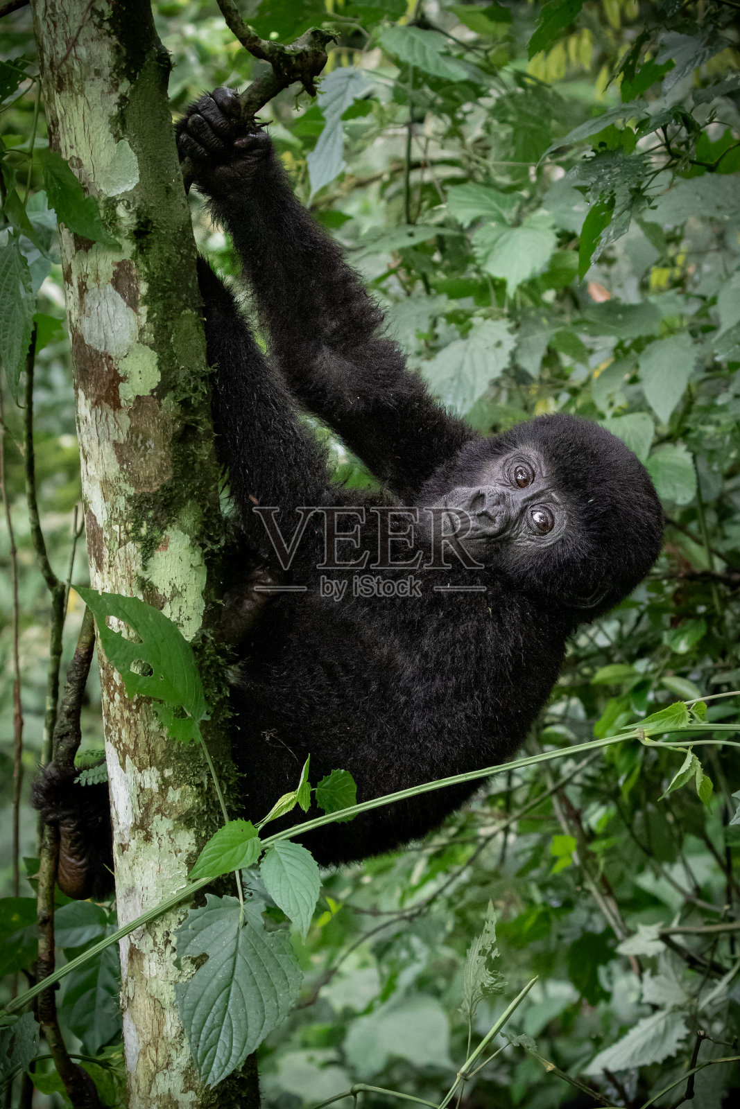 顽皮的山地大猩猩照片摄影图片