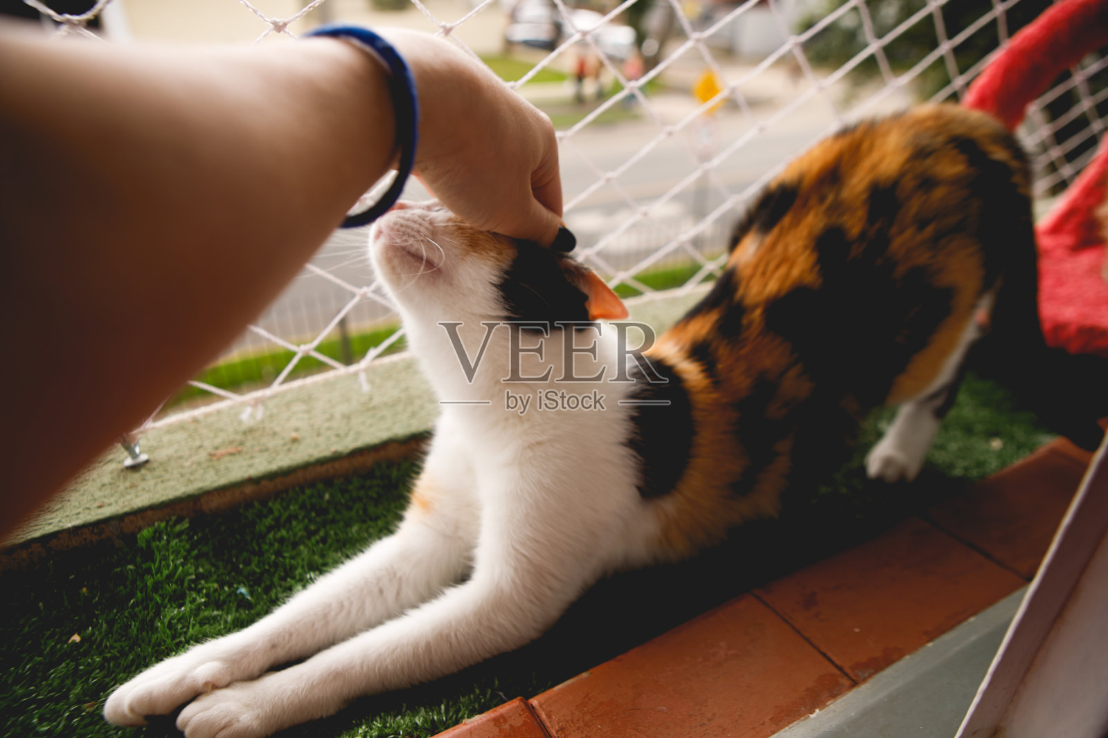 猫懒洋洋地躺在窗户上,而被抚摸POV照片摄影图片