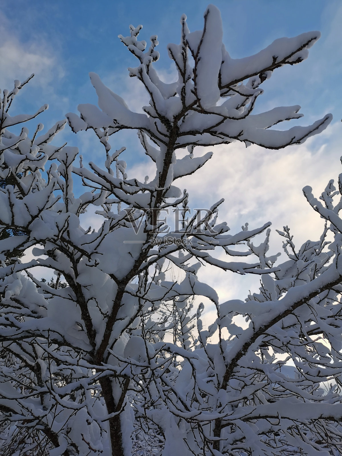 在一个寒冷的冬天,一棵李子树被雪覆盖的树枝照片摄影图片