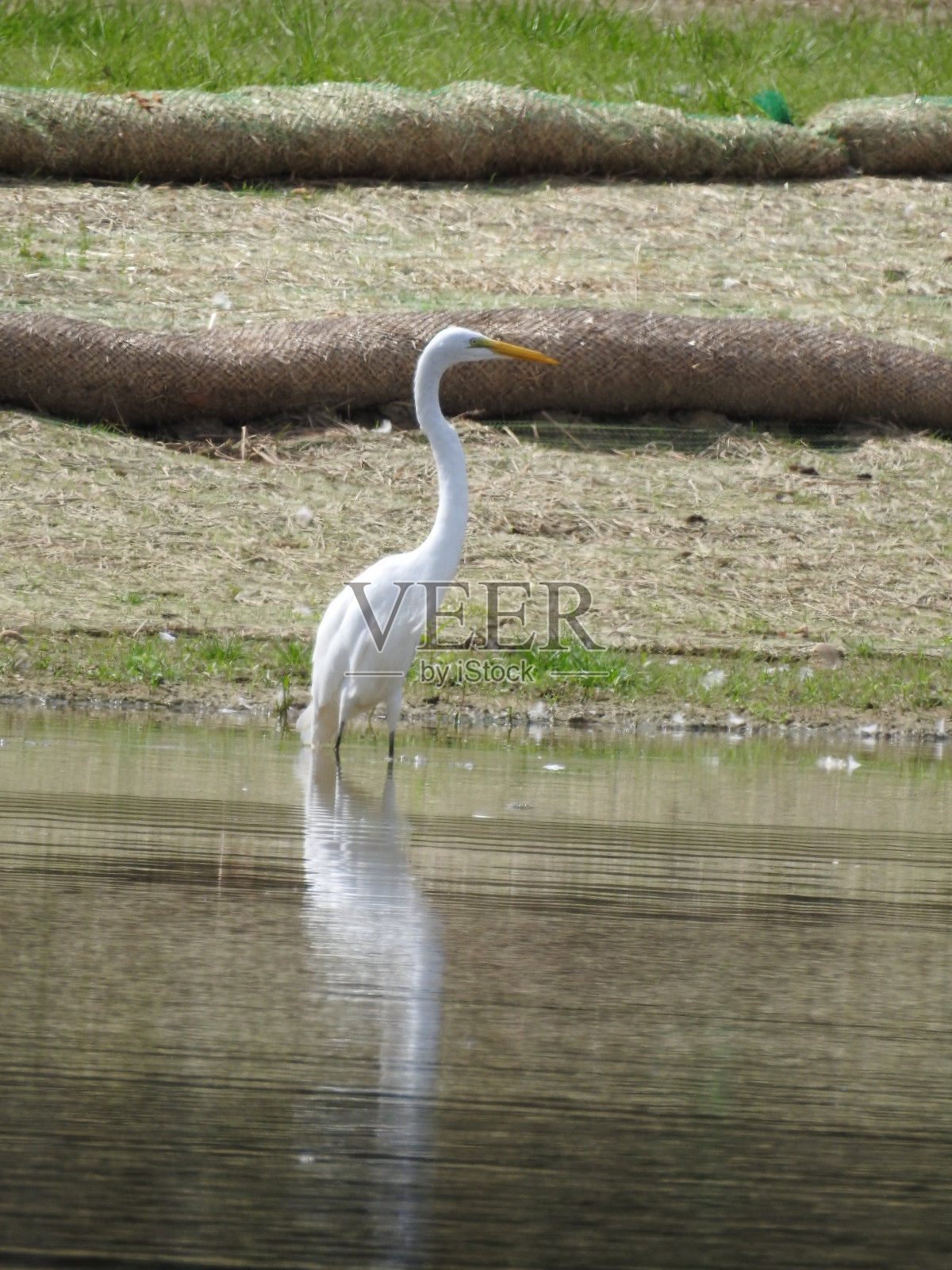 大白鹭照片摄影图片