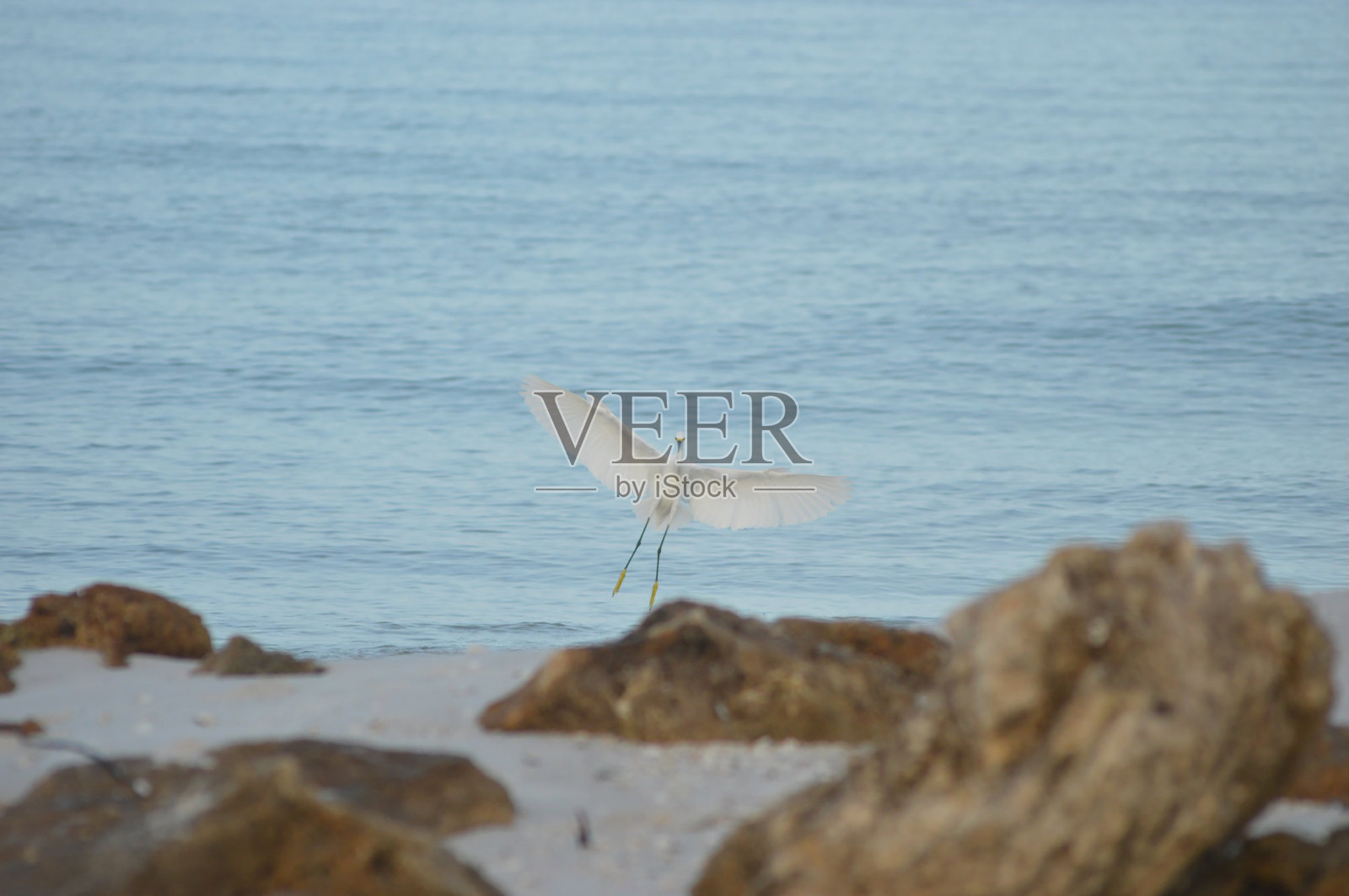 白鹭降落在海滩上照片摄影图片