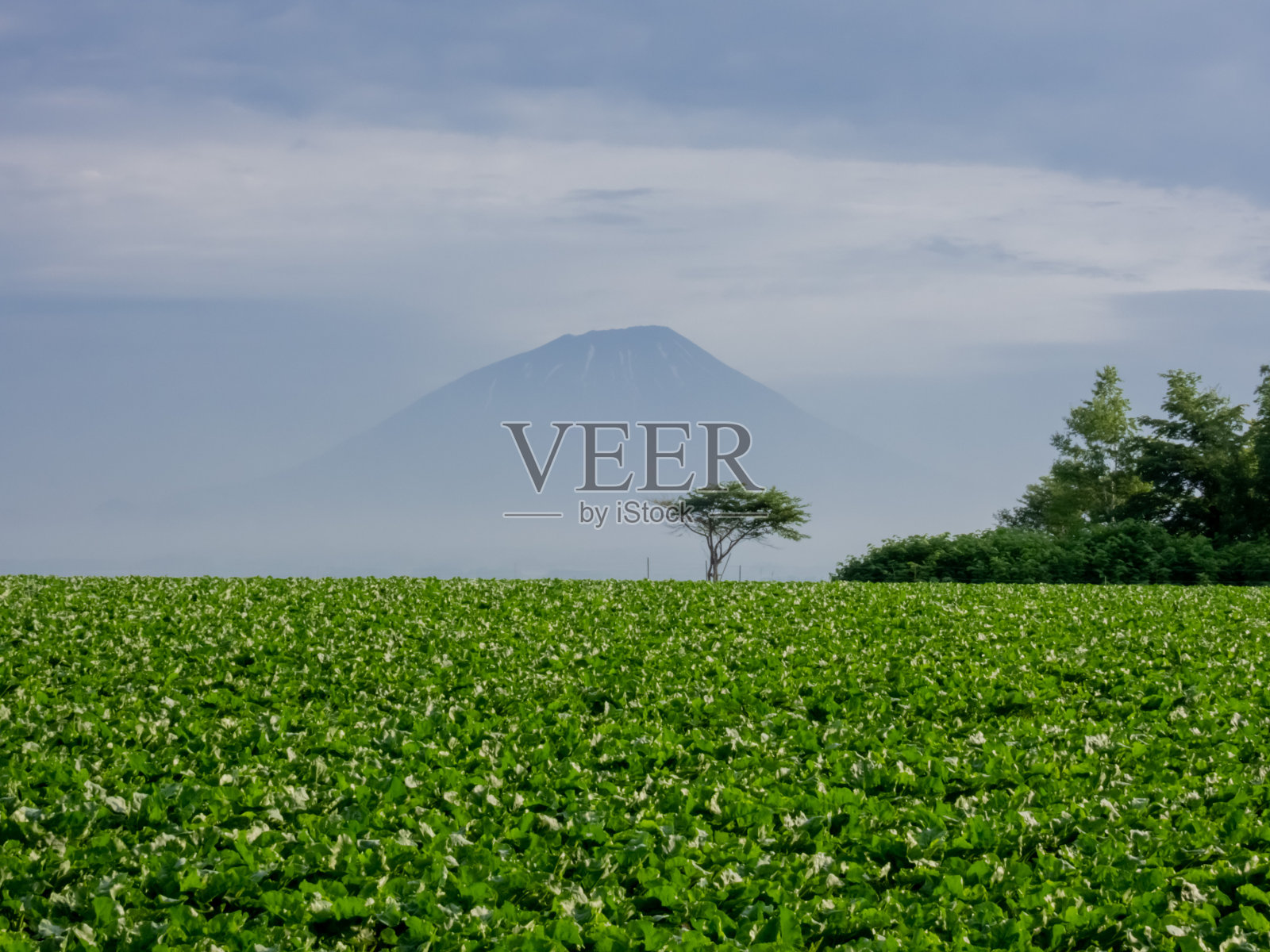 清新的绿色田野和Yotei山照片摄影图片