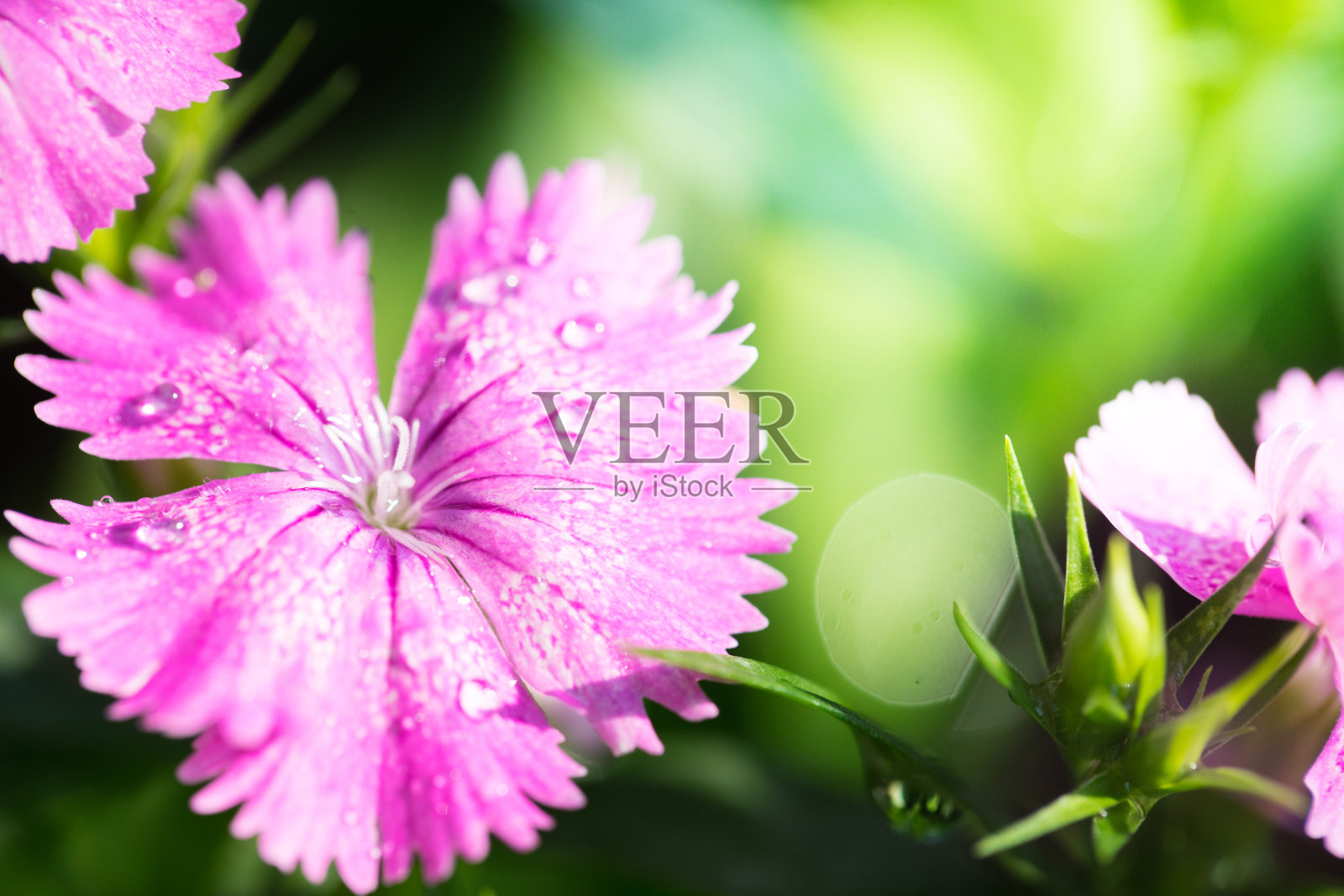 靠近宏观美丽的粉红色花朵照片摄影图片