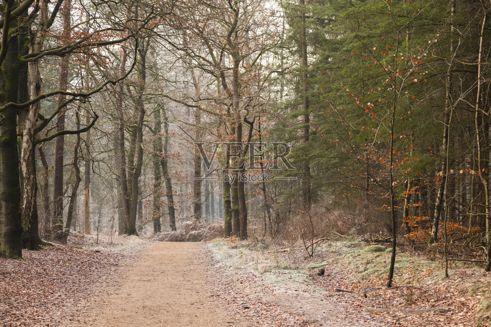 冰冻的森林小径上有山毛榉树叶。照片摄影图片