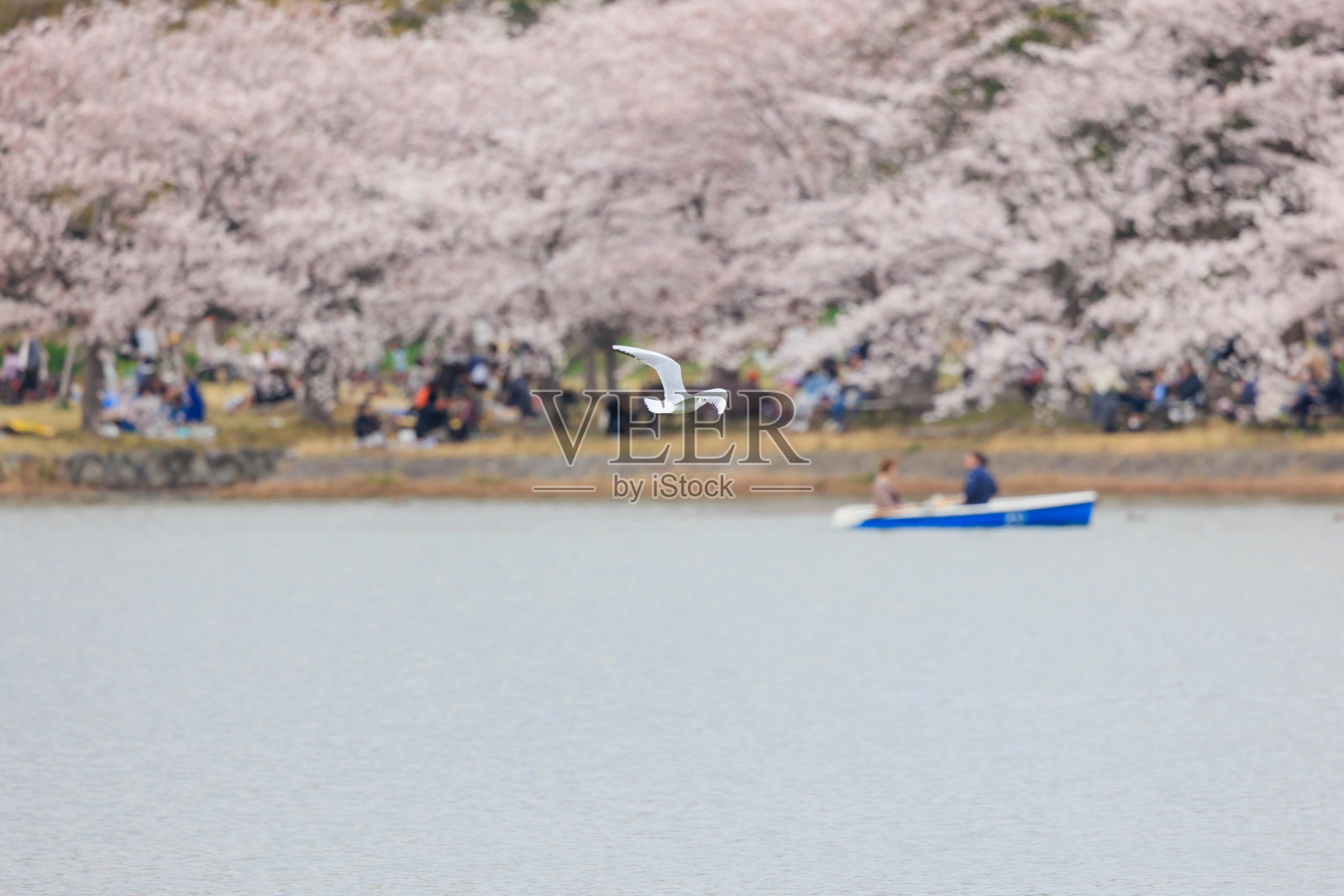 “兵库县”明石公园和春天的樱花照片摄影图片