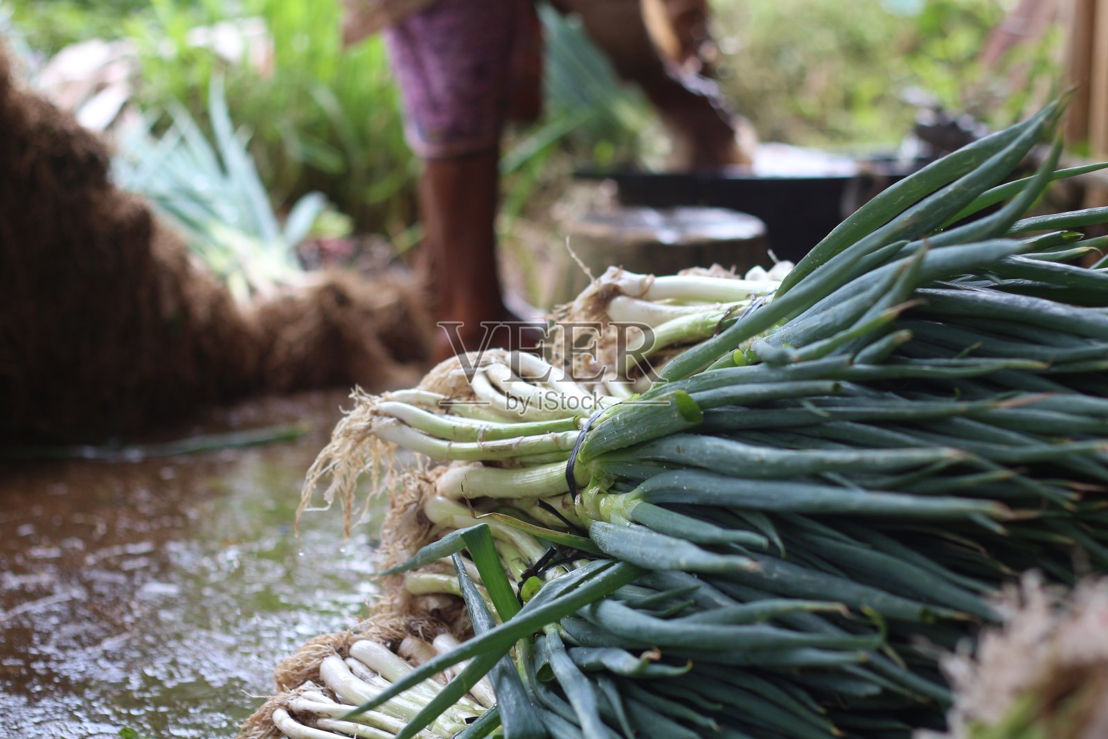 loncang农民照片摄影图片