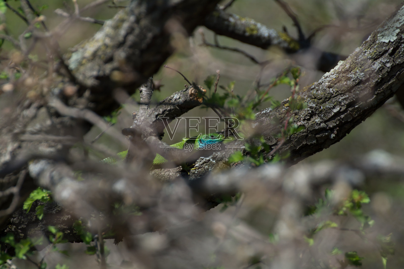 树枝上的蜥蜴照片摄影图片