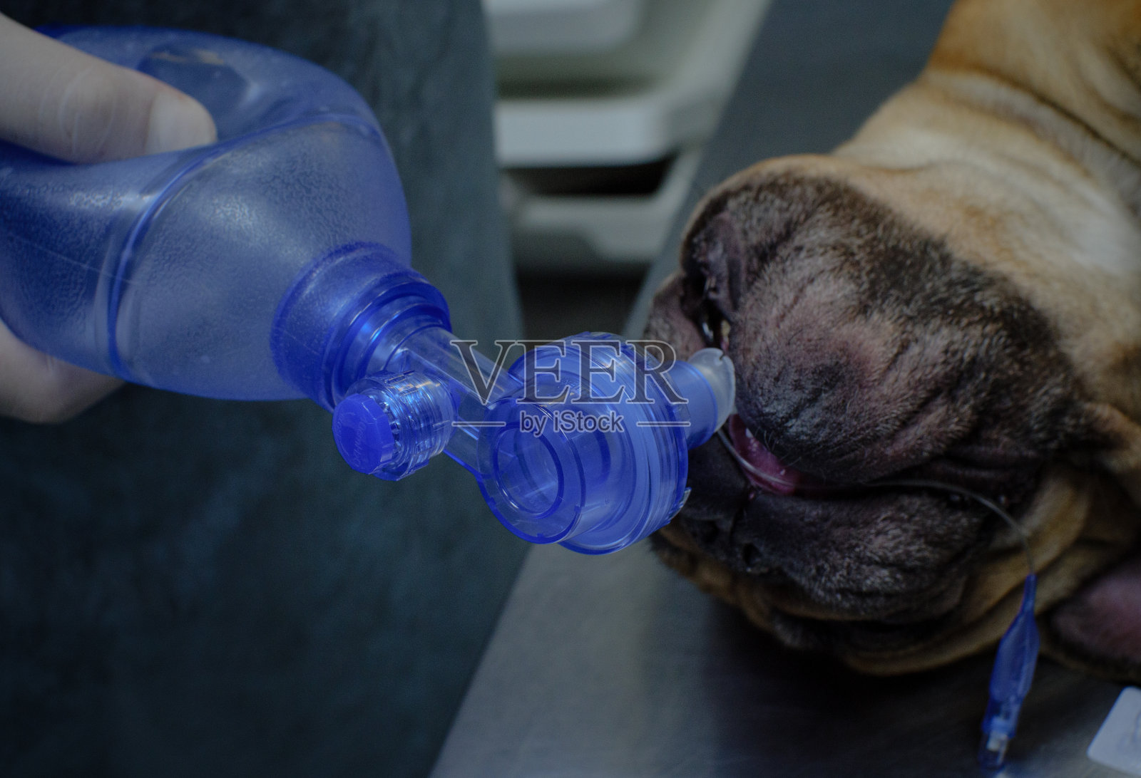 医生将小龙虾压在氧气袋上,将氧气输送到没有呼吸的狗的肺部。手术前麻醉期间一只狗的肺复苏。照片摄影图片