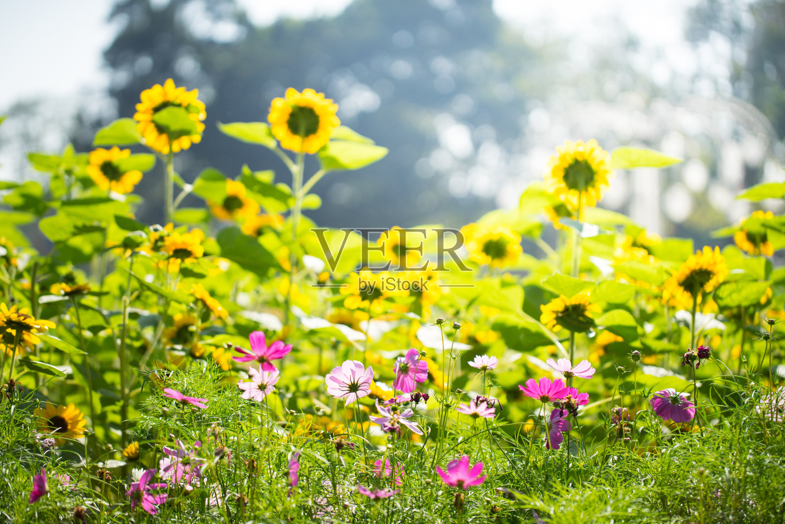 花园中有阳光的花田照片摄影图片