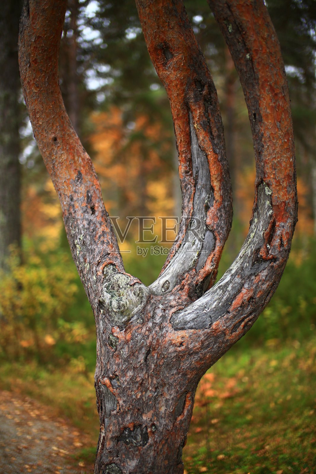 瑞典北部Gammplatsen自然保护区神秘的三叉戟松照片摄影图片