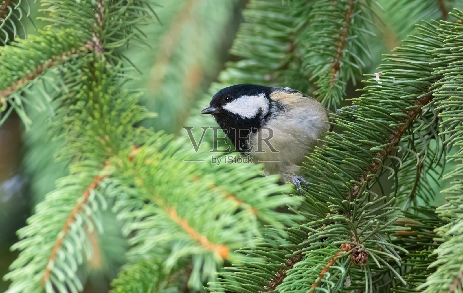 煤雀,Periparus ater。一只鸟坐在云杉树枝上照片摄影图片