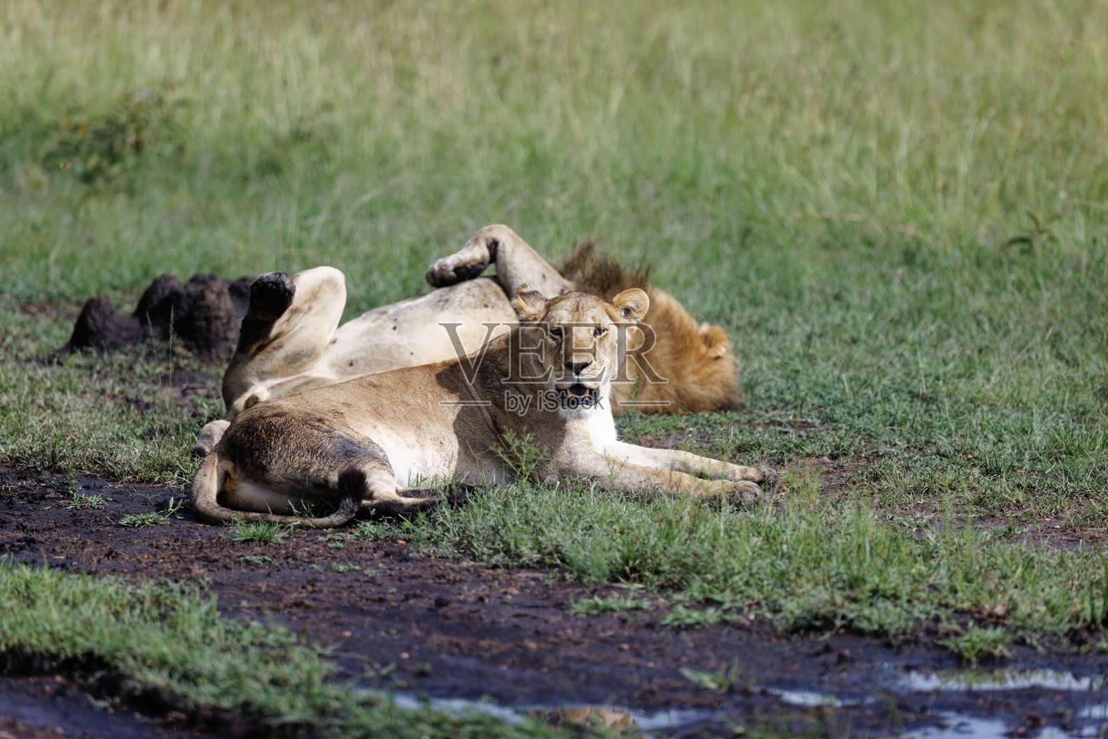 在肯尼亚马赛马拉,一只雄狮仰卧在草地上休息照片摄影图片