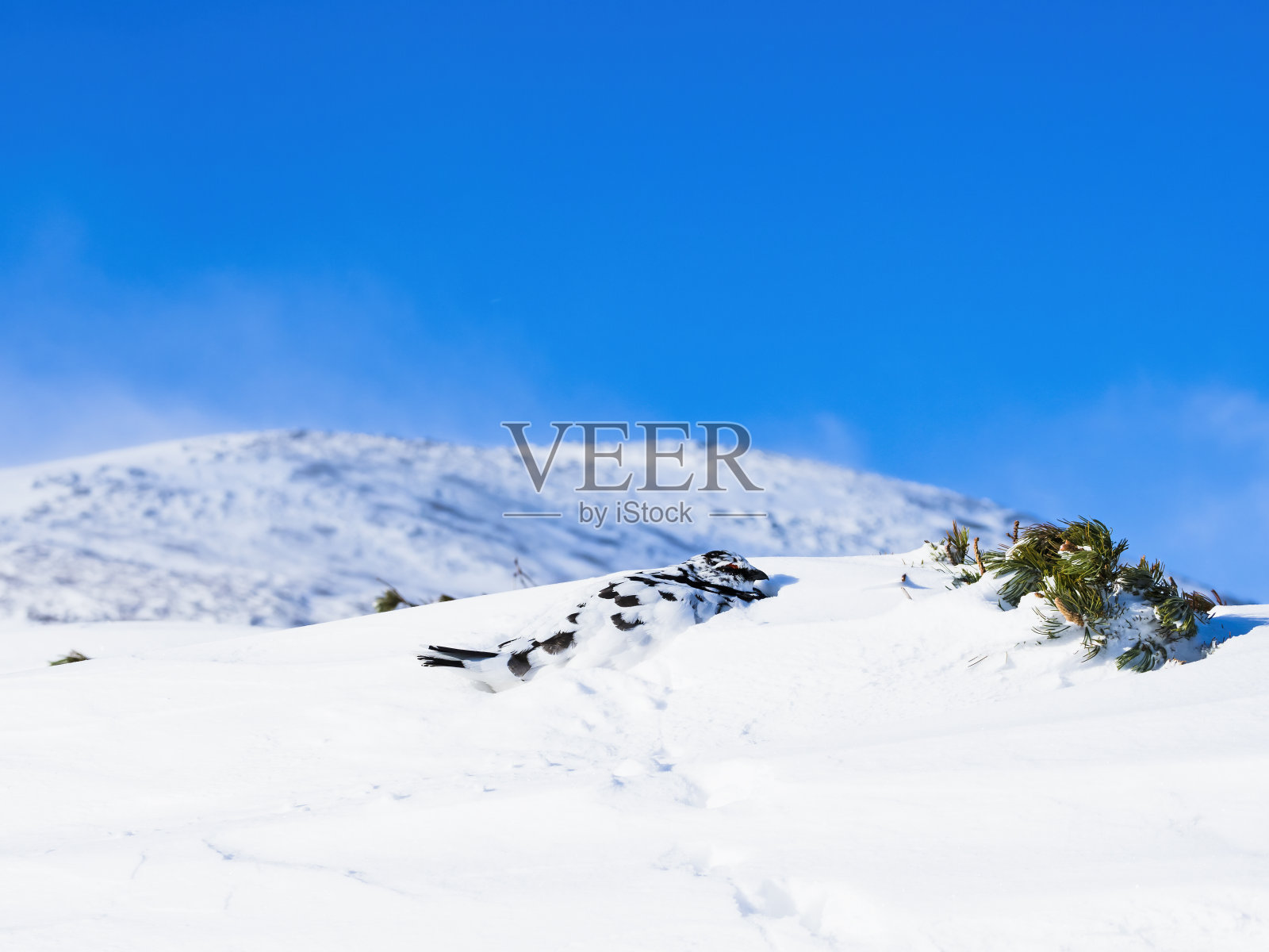 岩石雷鸟雄性和日本阿尔卑斯山照片摄影图片