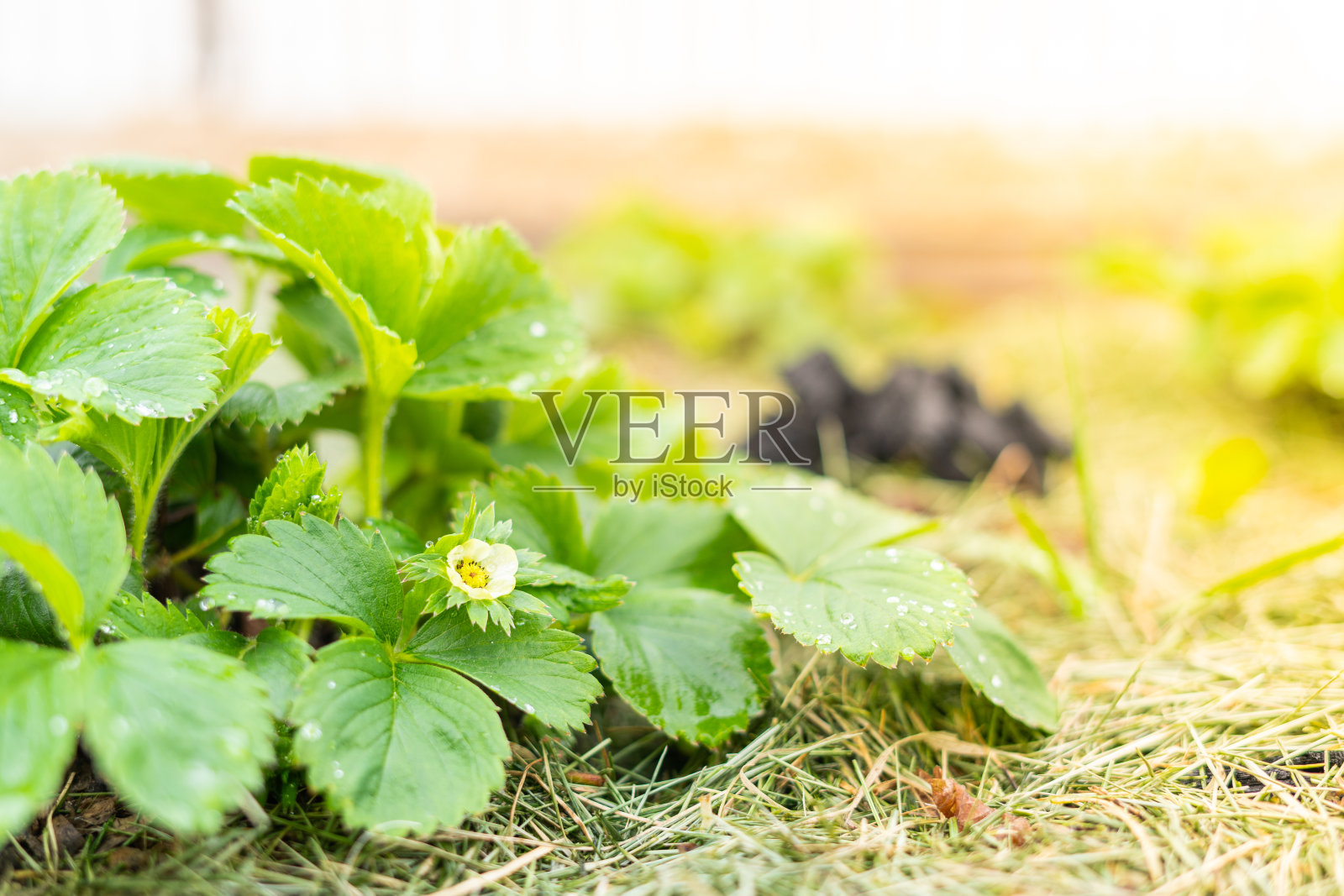 绿色的草莓丛,在家里的花园里盛开的花朵照片摄影图片