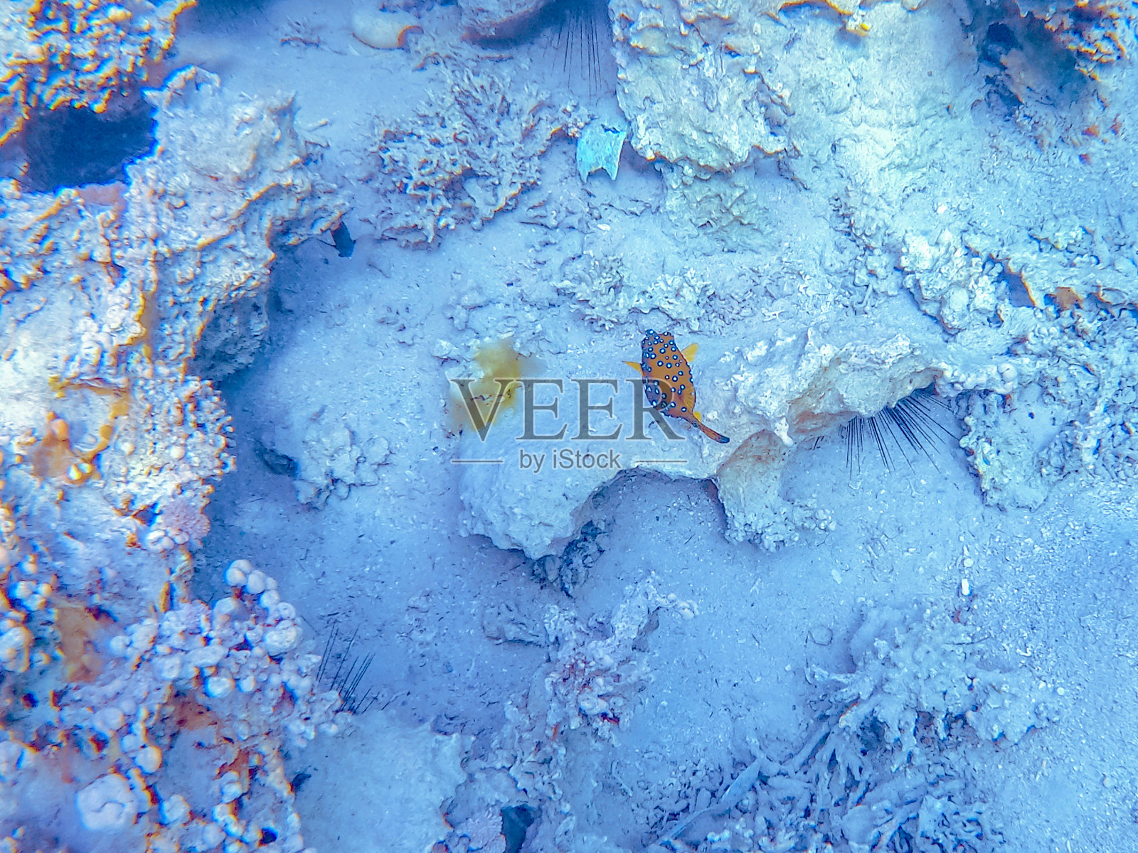 亚喀巴礁上的热带鱼照片摄影图片