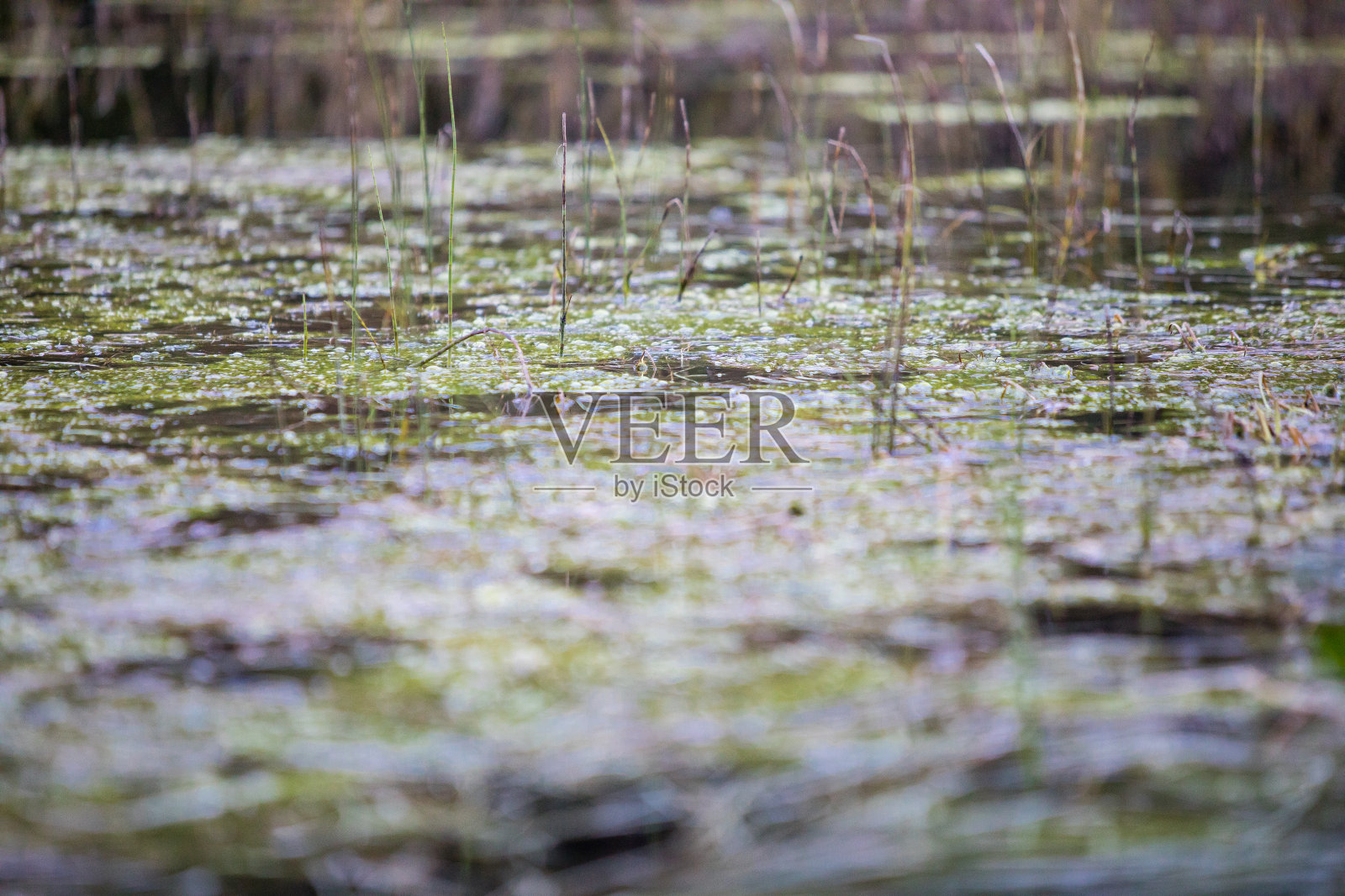水生的叶子照片摄影图片