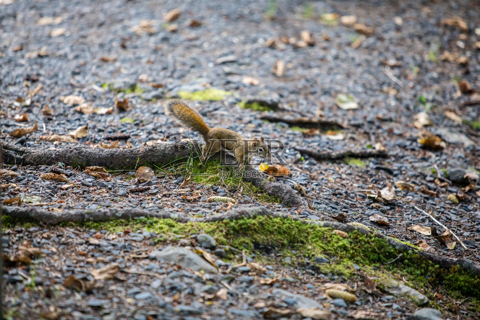 松鼠照片摄影图片