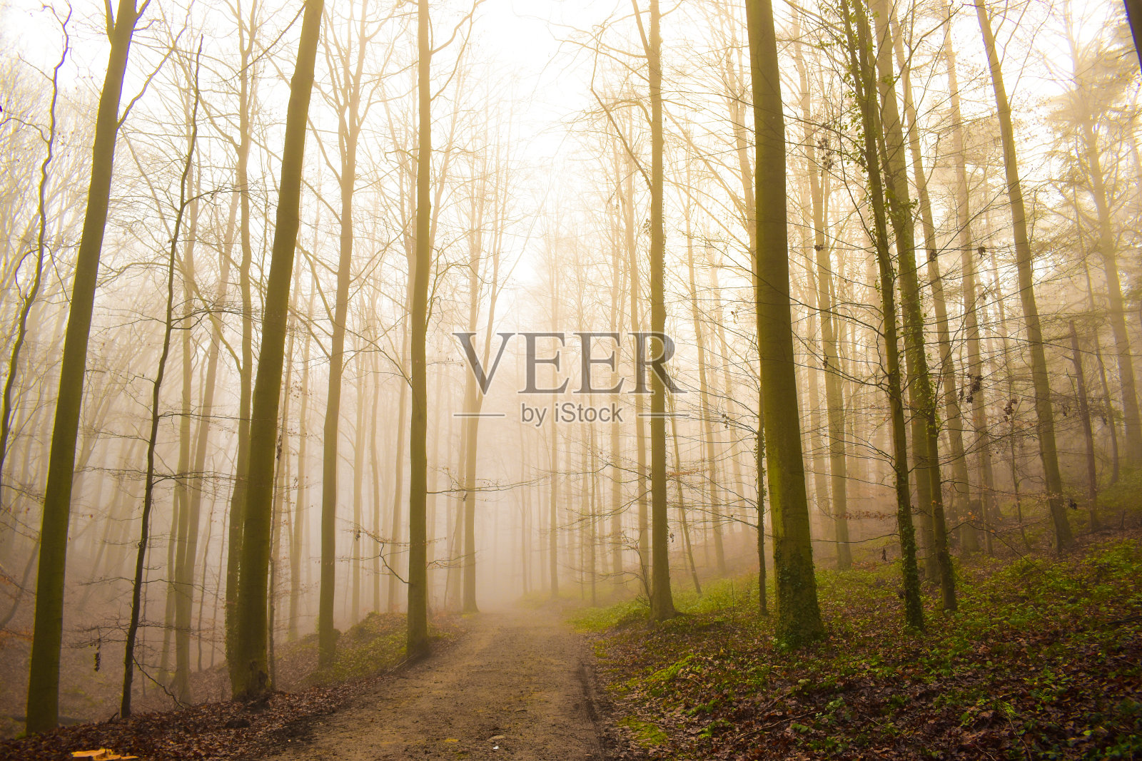 森林中的魔法照片摄影图片