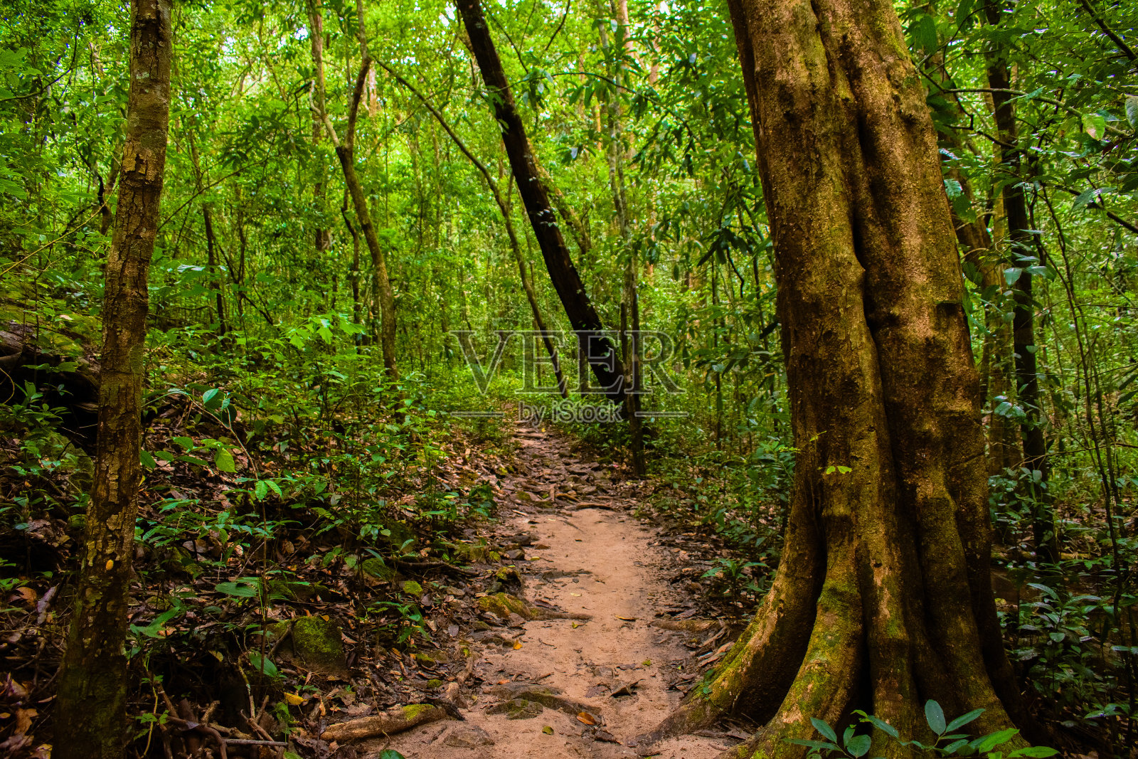 绿色的印度雨林树木弯曲的路径。照片摄影图片