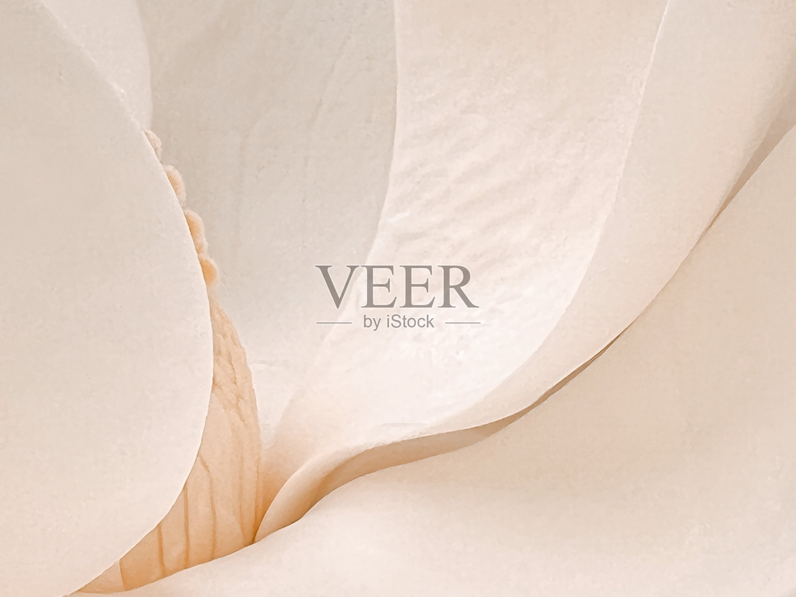 玉兰花照片摄影图片