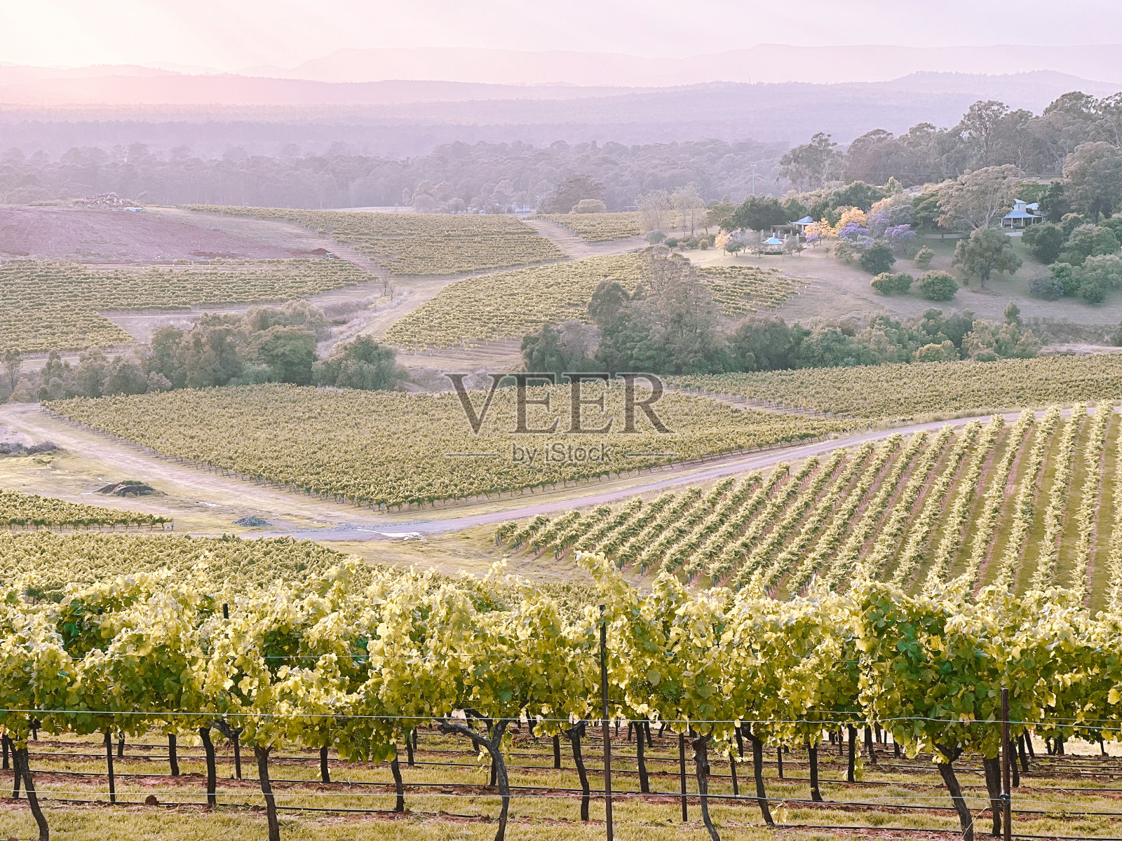 黎明时分的Pokolbin葡萄园照片摄影图片