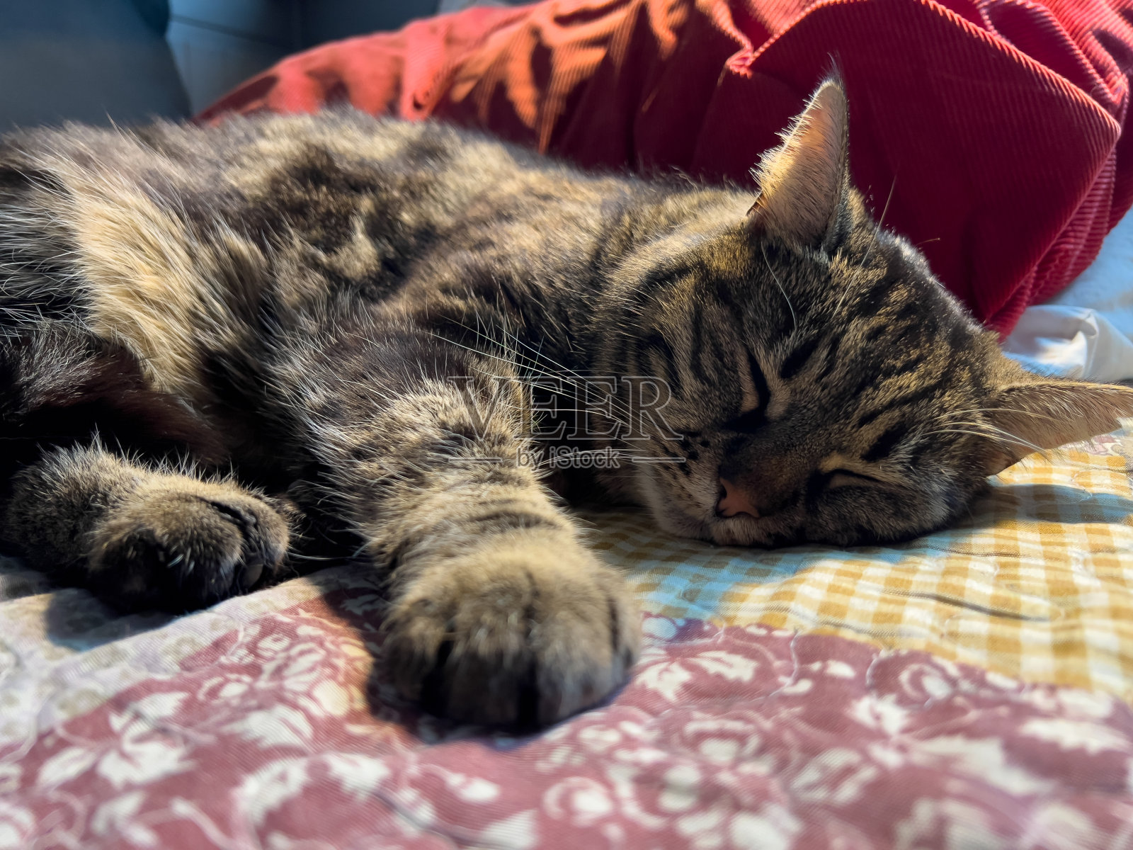 可爱的熟睡猫照片摄影图片