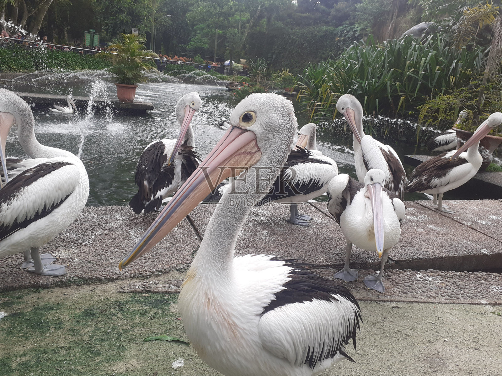 鹈鹕,鹈鹕照片摄影图片