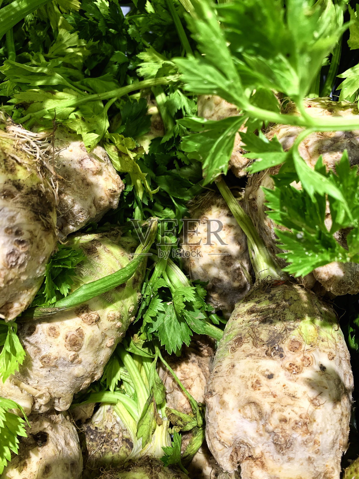 鲜亮的生芹菜蔬菜在展示,近距离详细查看照片摄影图片