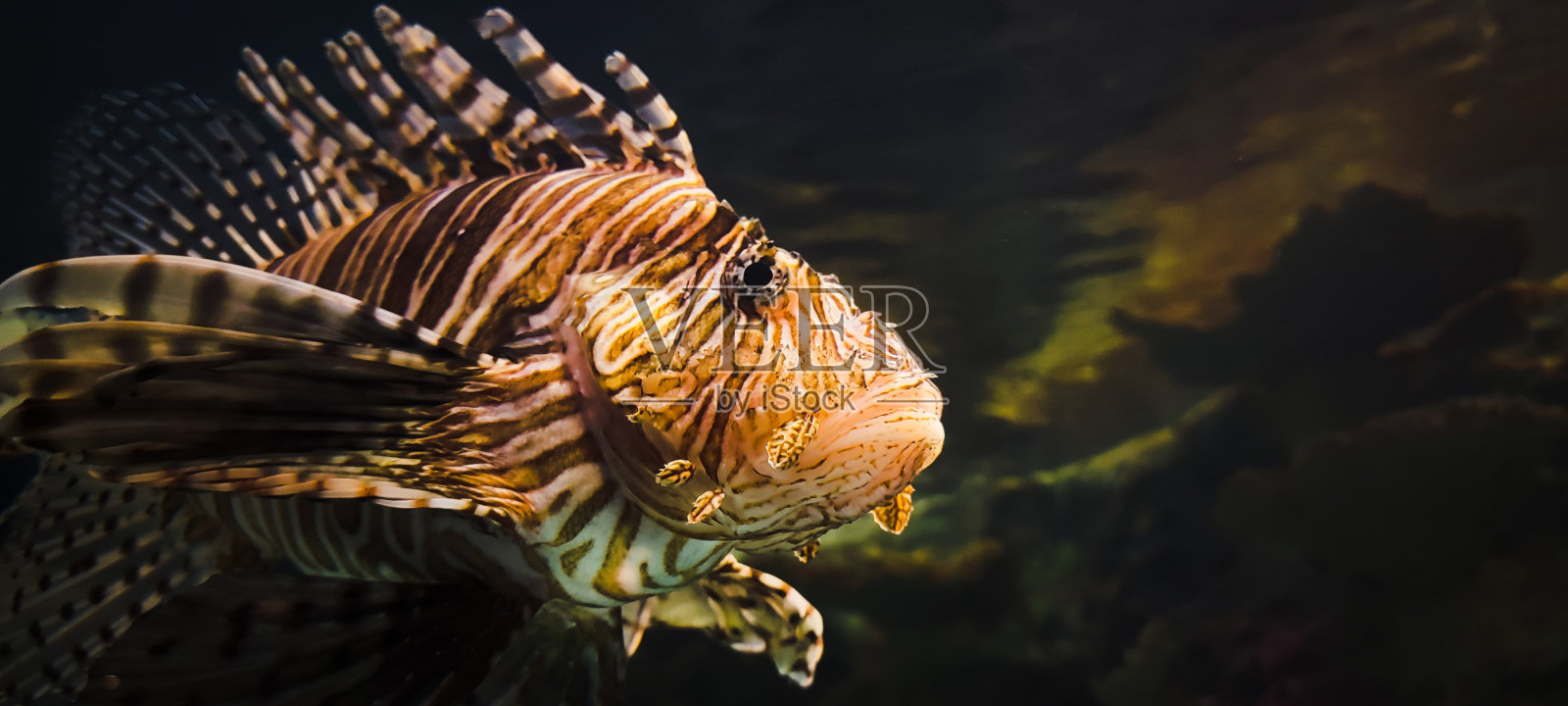 微距镜头的红色狮子鱼游泳在水中照片摄影图片