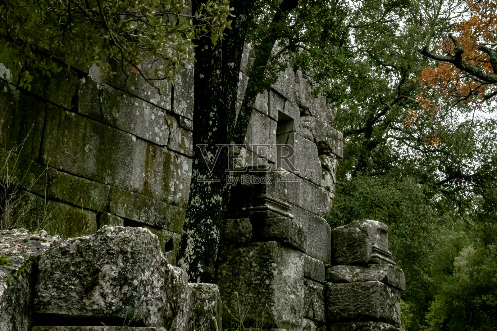 特梅索斯国家公园,树木和树叶,山照片摄影图片