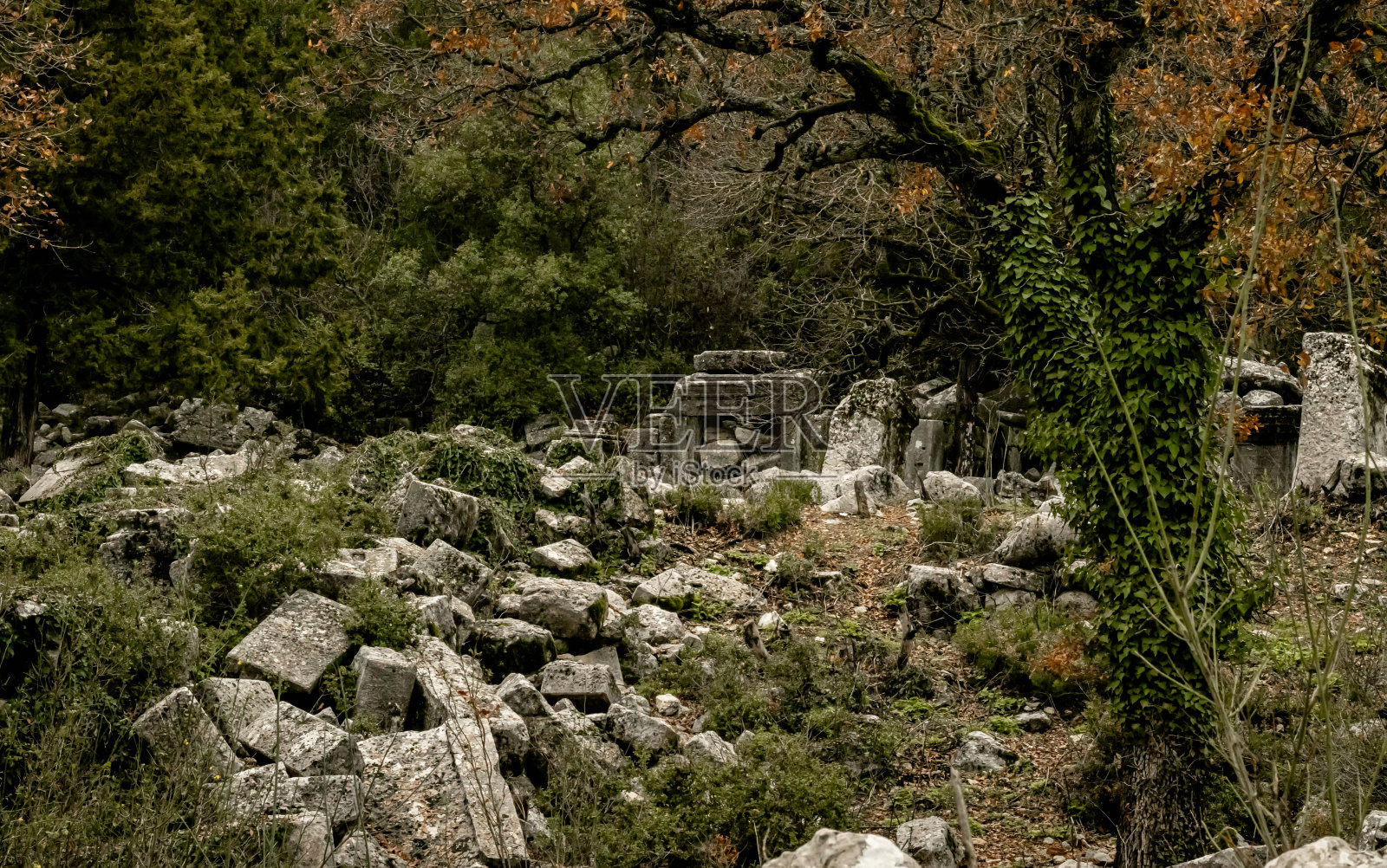 特梅索斯国家公园,树木和树叶,山照片摄影图片