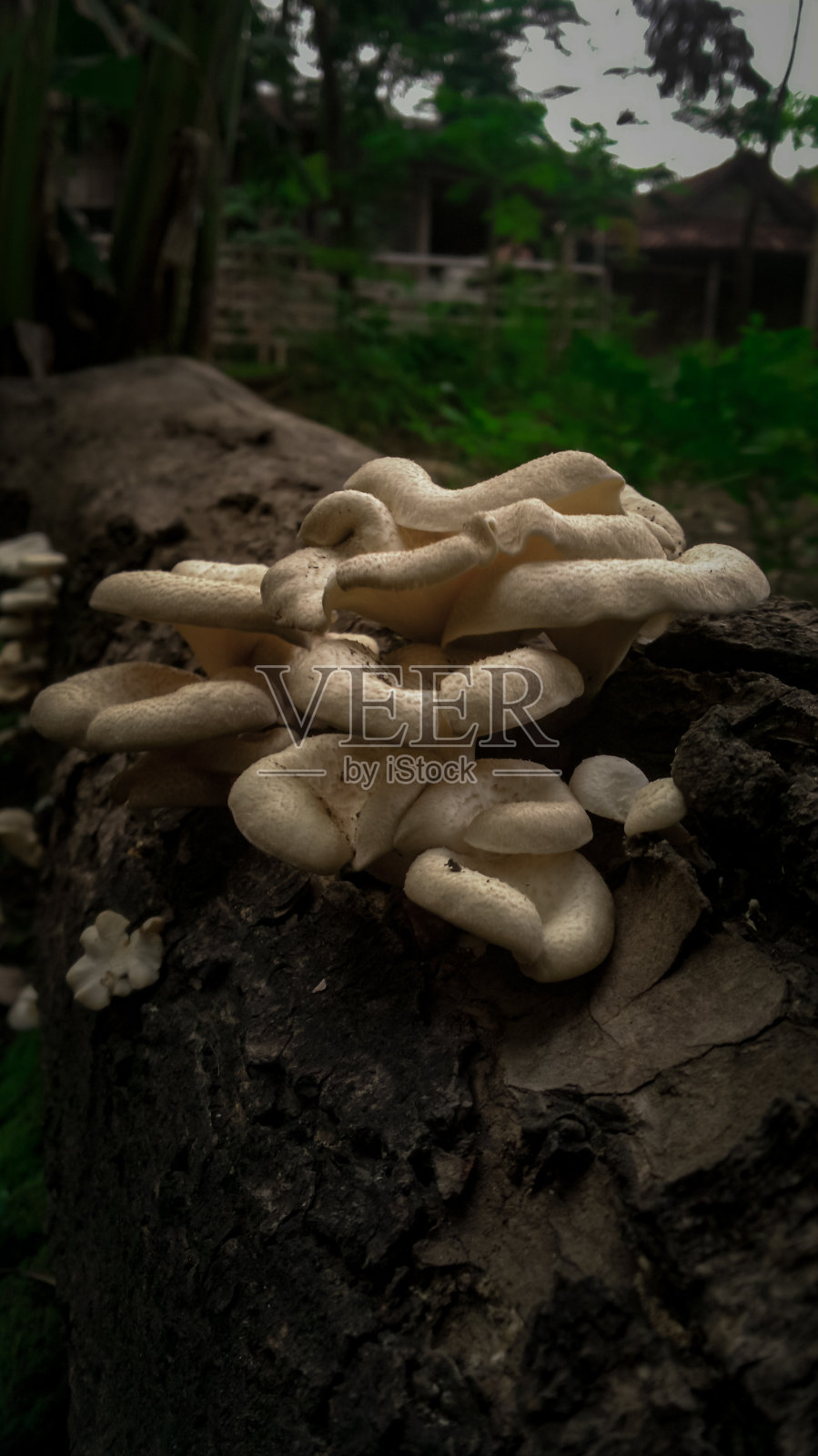 白蘑菇生长在倒下的,风化的树上照片摄影图片