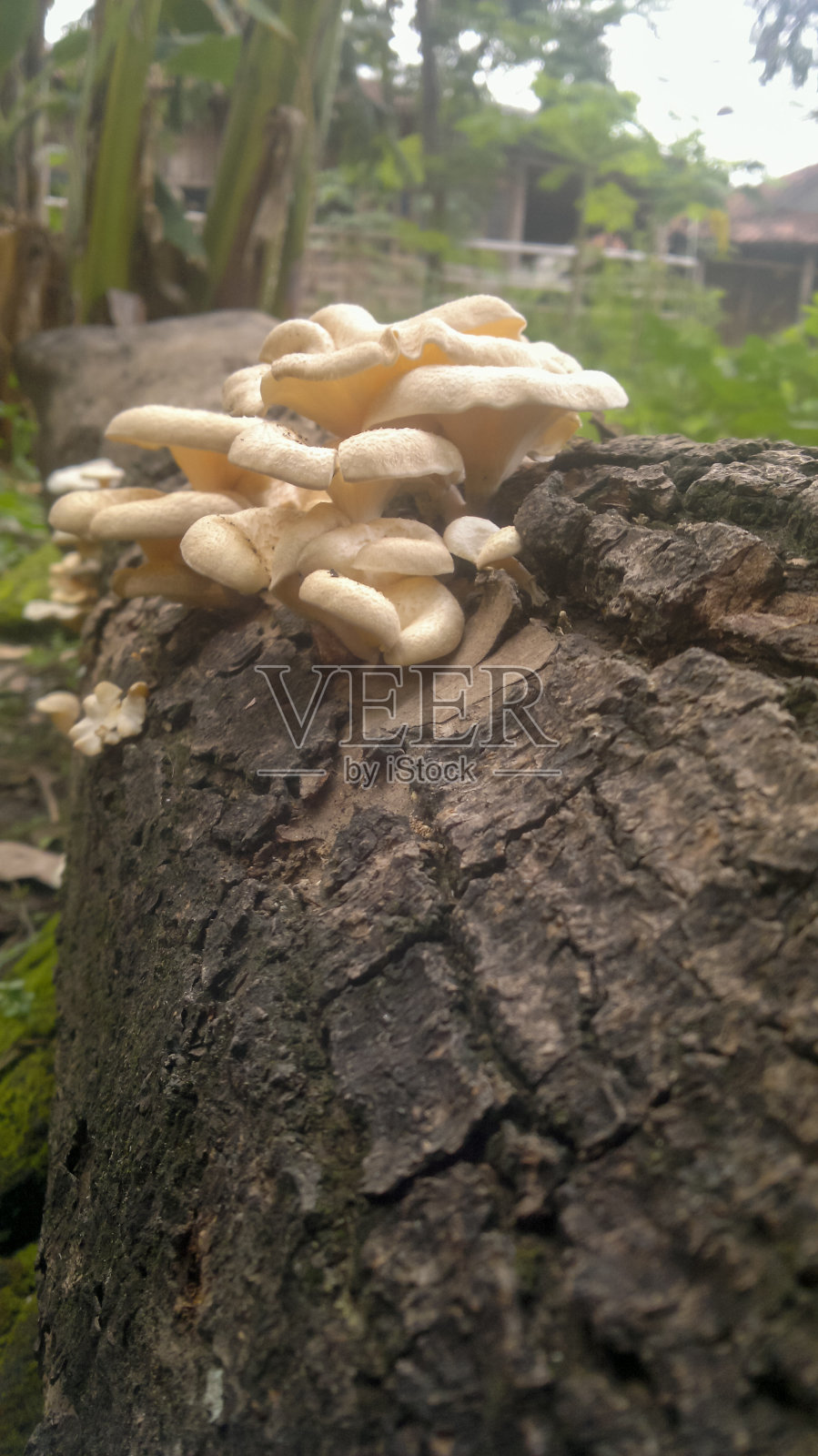 白蘑菇生长在倒下的,风化的树上照片摄影图片