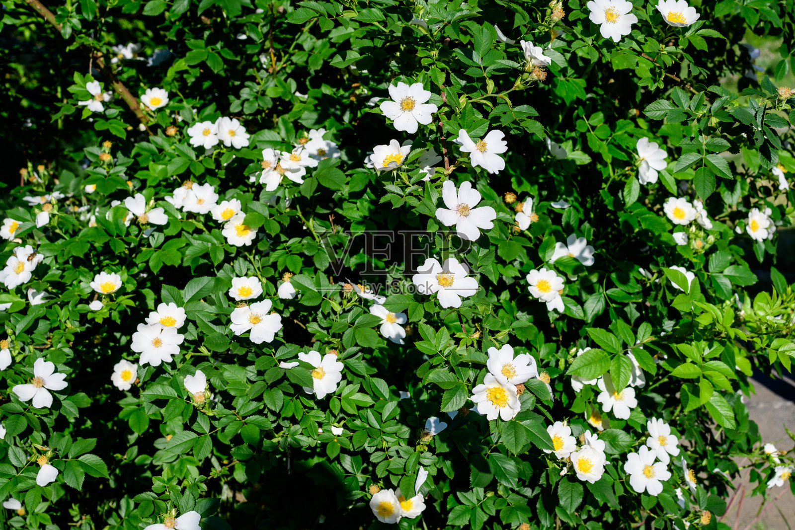 在一个阳光明媚的夏天,靠近森林的大灌木,有着精致的浅粉色和白色的蔷薇卡尼娜野花,盛开着绿色的叶子照片摄影图片