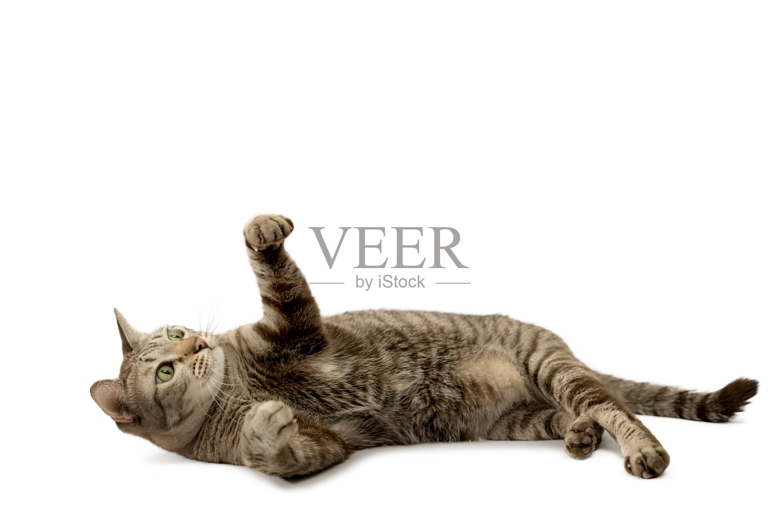 一只虎斑猫躺在白色的地板上,举起双手照片摄影图片