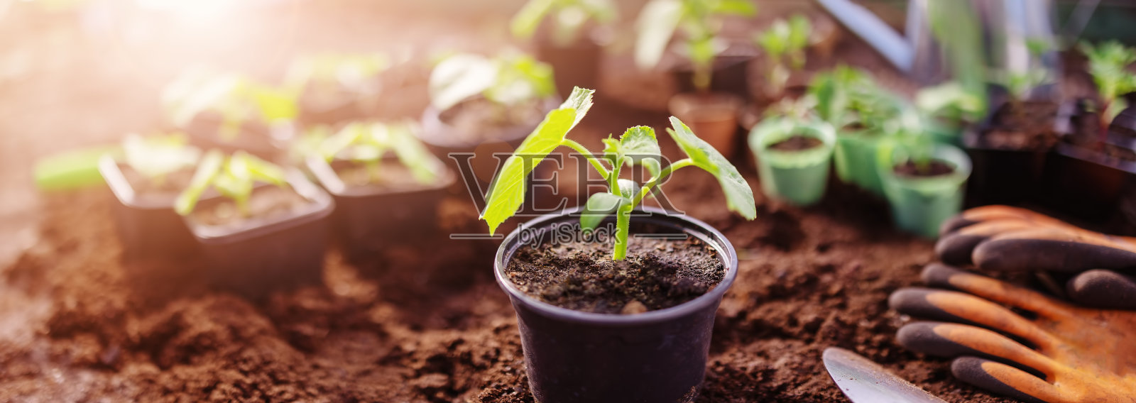 春天,温室里有小芽的花盆照片摄影图片