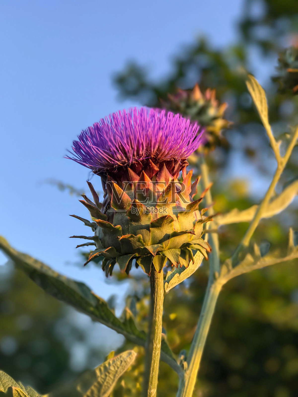 垂直特写的一个美丽的开花洋蓟在森林照片摄影图片